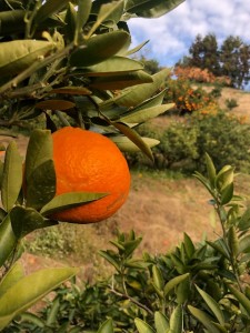image2 (9)