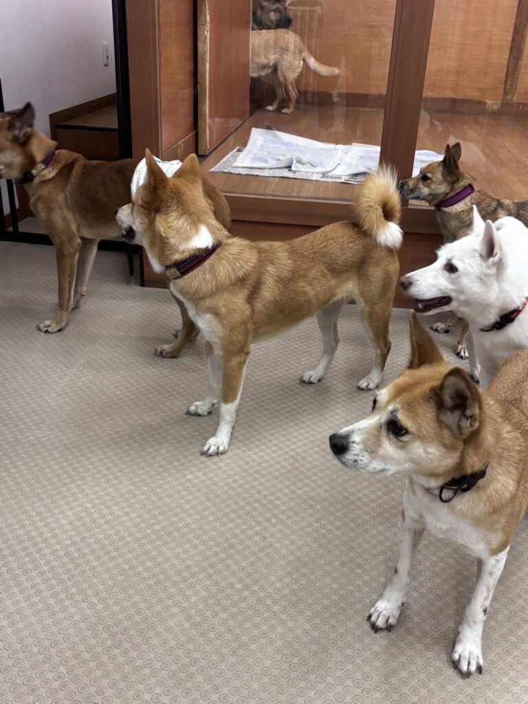 ショウワグループ愛犬家住宅。保護犬ボランティア活動。